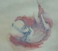 embryo in rood